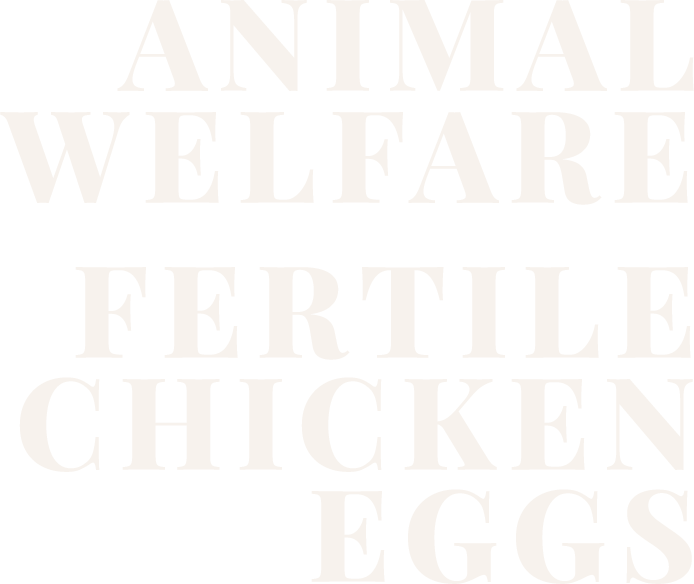 animal welfare fertile chicken eggs